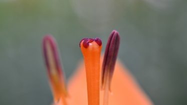 石象湖百合花开