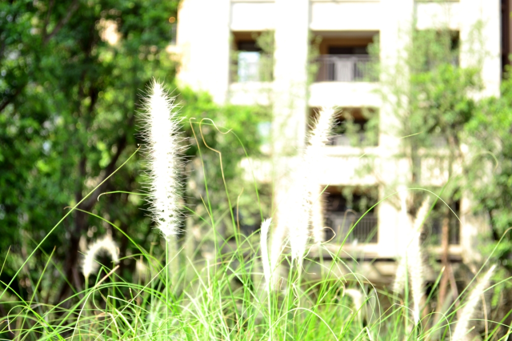 DSC_0041.JPG