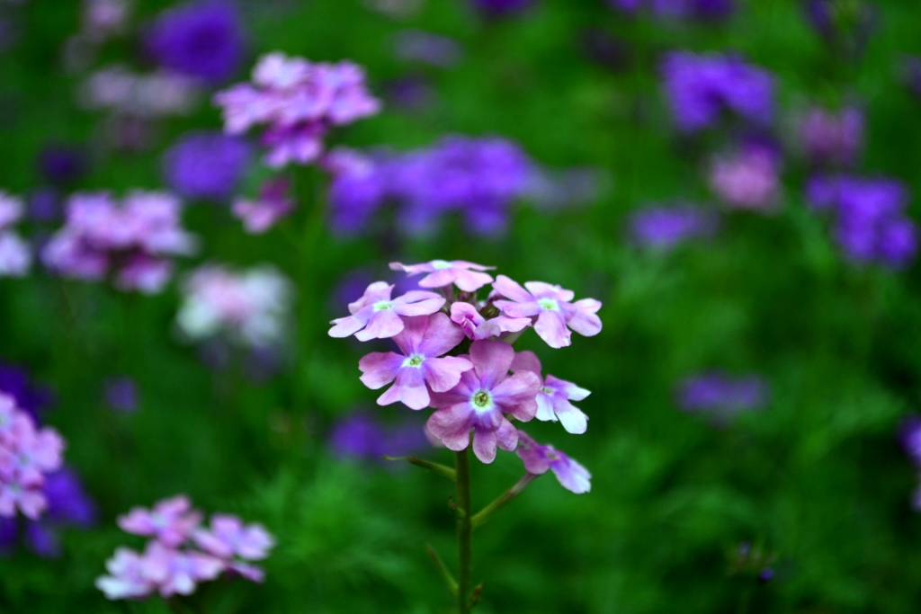nEO_IMG_DSC_0048.jpg