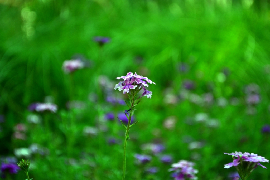 nEO_IMG_DSC_0051.jpg