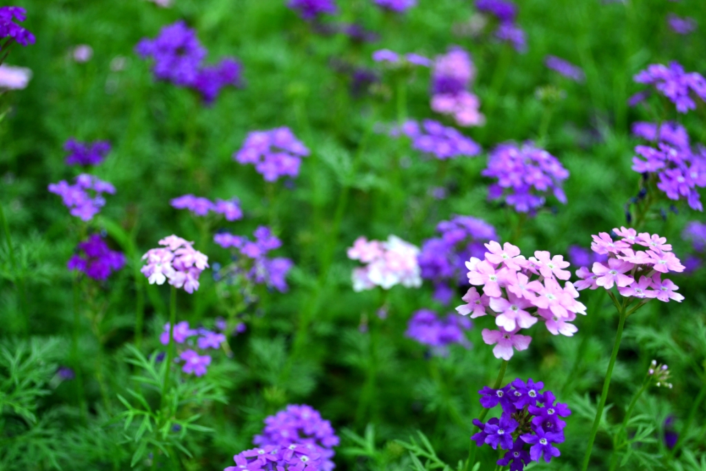 nEO_IMG_DSC_0053.jpg