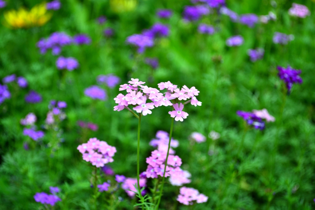 nEO_IMG_DSC_0057.jpg