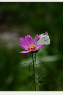 蝶恋花