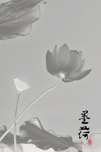 墨荷