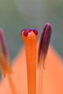 石象湖百合花开