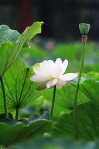 飒飒东风细雨来，芙蓉塘外有轻雷